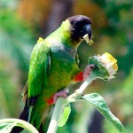 南达锥尾鹦鹉-缩略图-10