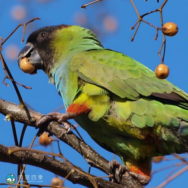 南达锥尾鹦鹉-11