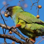 南达锥尾鹦鹉-缩略图-11