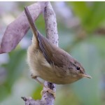 强脚树莺-缩略图-1