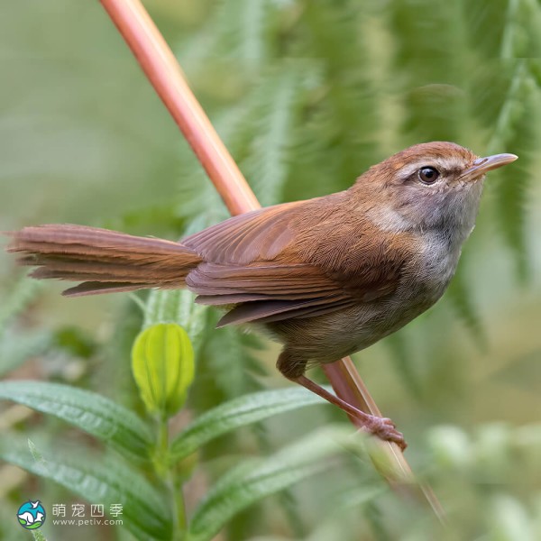 强脚树莺-2