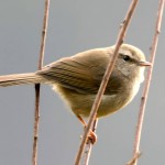 强脚树莺-缩略图-3