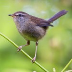 强脚树莺-缩略图-4