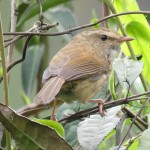 强脚树莺-缩略图-6