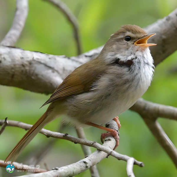 强脚树莺-7