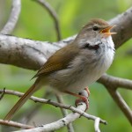 强脚树莺-缩略图-7