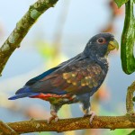 青铜翅鹦鹉-缩略图-1