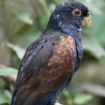 青铜翅鹦鹉-缩略图-2