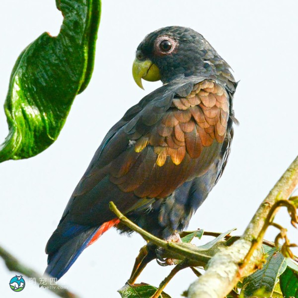 青铜翅鹦鹉-3