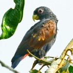 青铜翅鹦鹉-缩略图-3