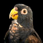 青铜翅鹦鹉-缩略图-4