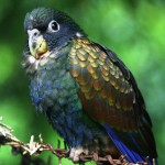 青铜翅鹦鹉-缩略图-5