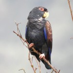 青铜翅鹦鹉-缩略图-6