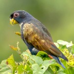 青铜翅鹦鹉-缩略图-7