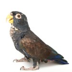 青铜翅鹦鹉-缩略图-8