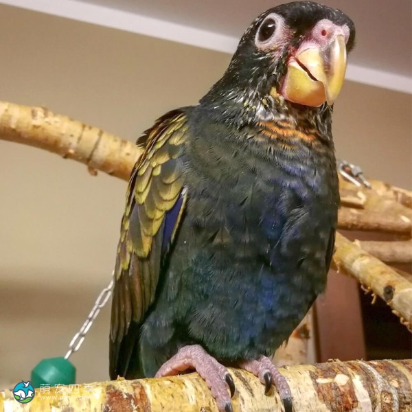 青铜翅鹦鹉-9