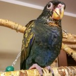 青铜翅鹦鹉-缩略图-9