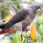 青铜翅鹦鹉-缩略图-11