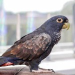 青铜翅鹦鹉-缩略图-12