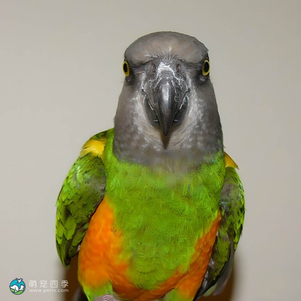 塞内加尔鹦鹉-1
