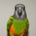 塞内加尔鹦鹉-缩略图-1