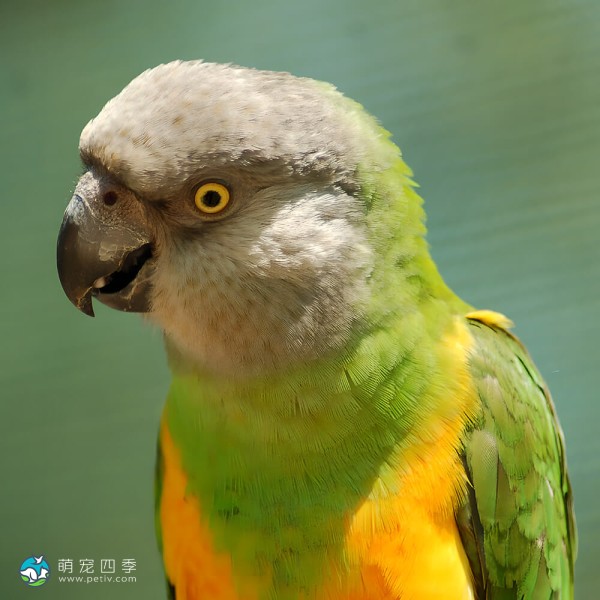 塞内加尔鹦鹉-2