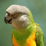 塞内加尔鹦鹉-缩略图-2