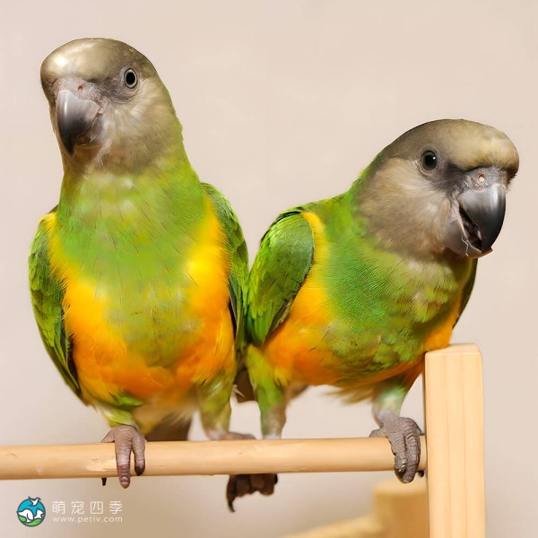 塞内加尔鹦鹉-3