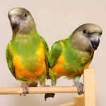 塞内加尔鹦鹉-缩略图-3