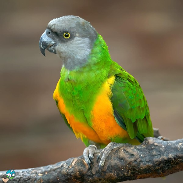 塞内加尔鹦鹉-4