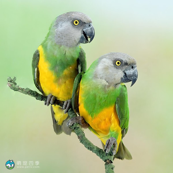 塞内加尔鹦鹉-5