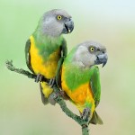 塞内加尔鹦鹉-缩略图-5