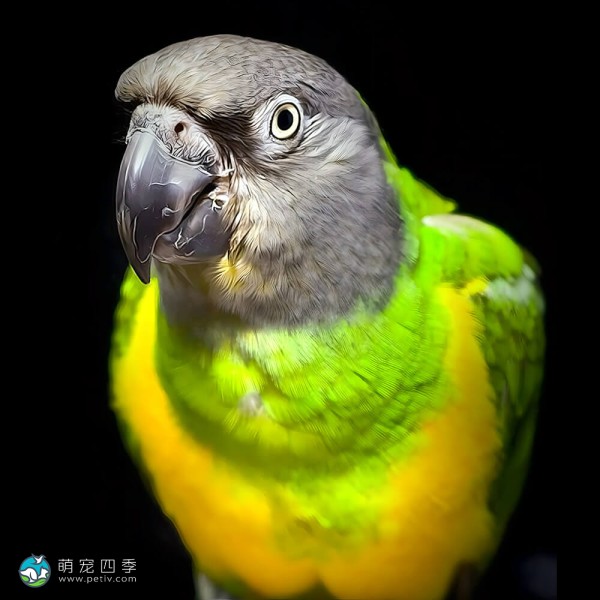 塞内加尔鹦鹉-6