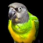 塞内加尔鹦鹉-缩略图-6