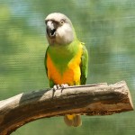 塞内加尔鹦鹉-缩略图-7