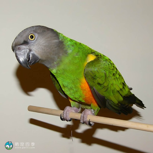 塞内加尔鹦鹉-8