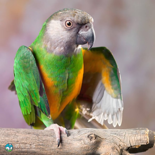 塞内加尔鹦鹉-9