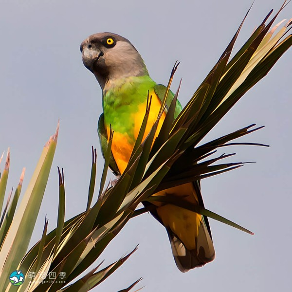 塞内加尔鹦鹉-10