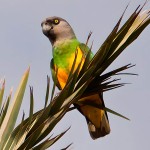 塞内加尔鹦鹉-缩略图-10