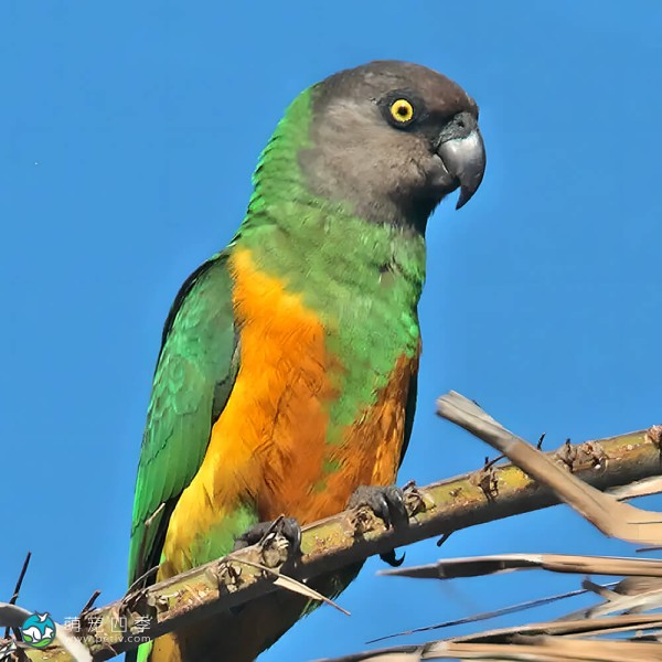 塞内加尔鹦鹉-11