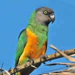 塞内加尔鹦鹉-缩略图-11