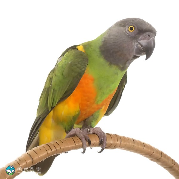 塞内加尔鹦鹉-12