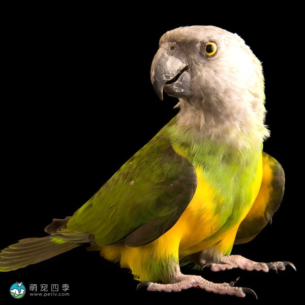 塞内加尔鹦鹉-13