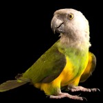 塞内加尔鹦鹉-缩略图-13