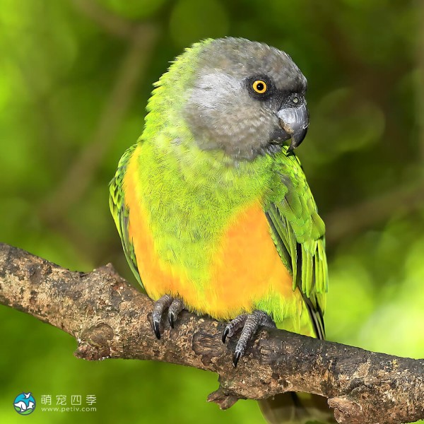 塞内加尔鹦鹉-14