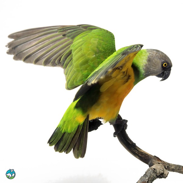 塞内加尔鹦鹉-15