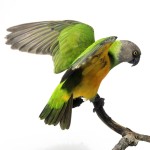 塞内加尔鹦鹉-缩略图-15