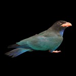 三宝鸟-缩略图-1