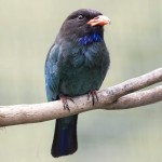 三宝鸟-缩略图-3