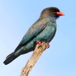 三宝鸟-缩略图-4